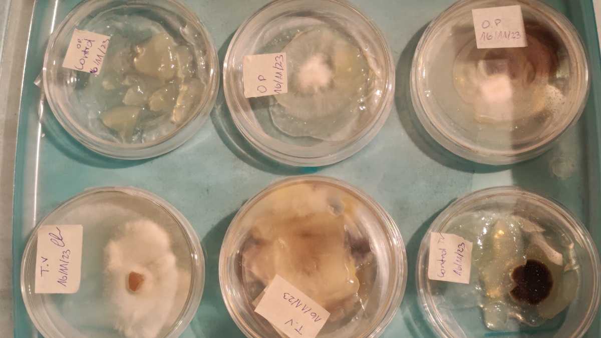 archivo infogate web-5-2-34-61