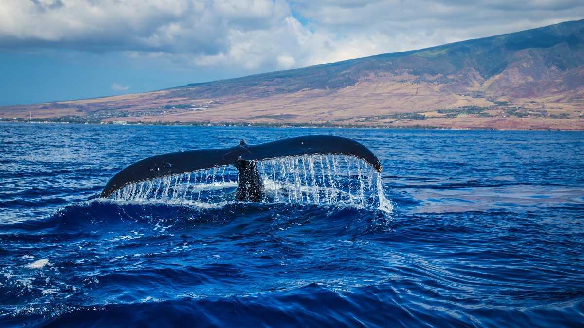 archivo infogate web-5-2-34-50