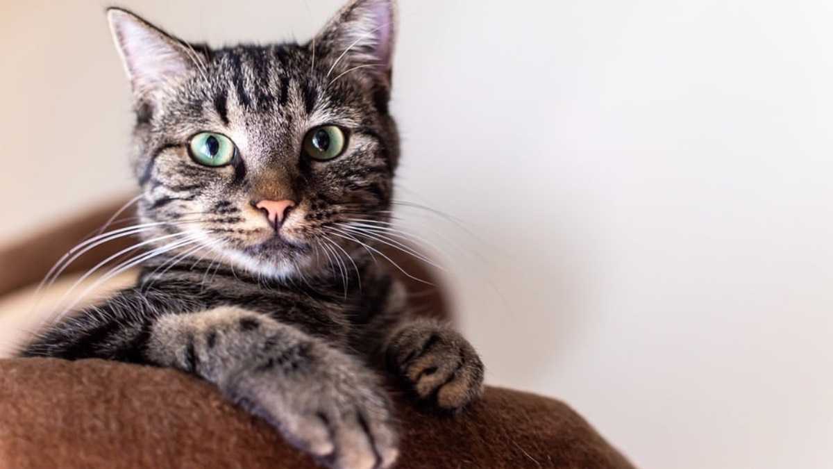 archivo infogate web-5-2-34-47