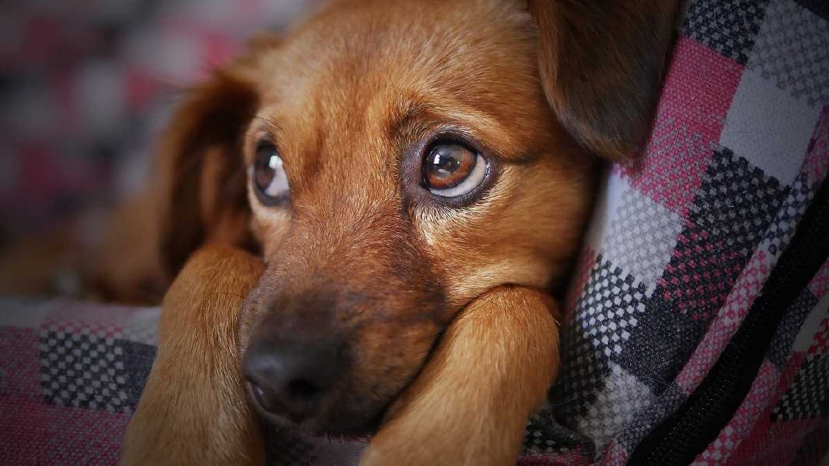 archivo infogate web-5-2-34-31