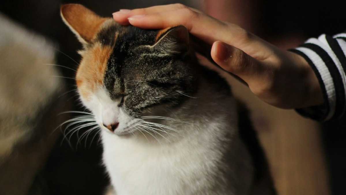 archivo infogate web-5-2-34-49