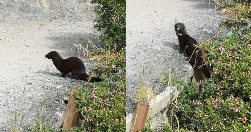 Opera Captura de pantalla_2024-12-14_191242_www.conaf.cl