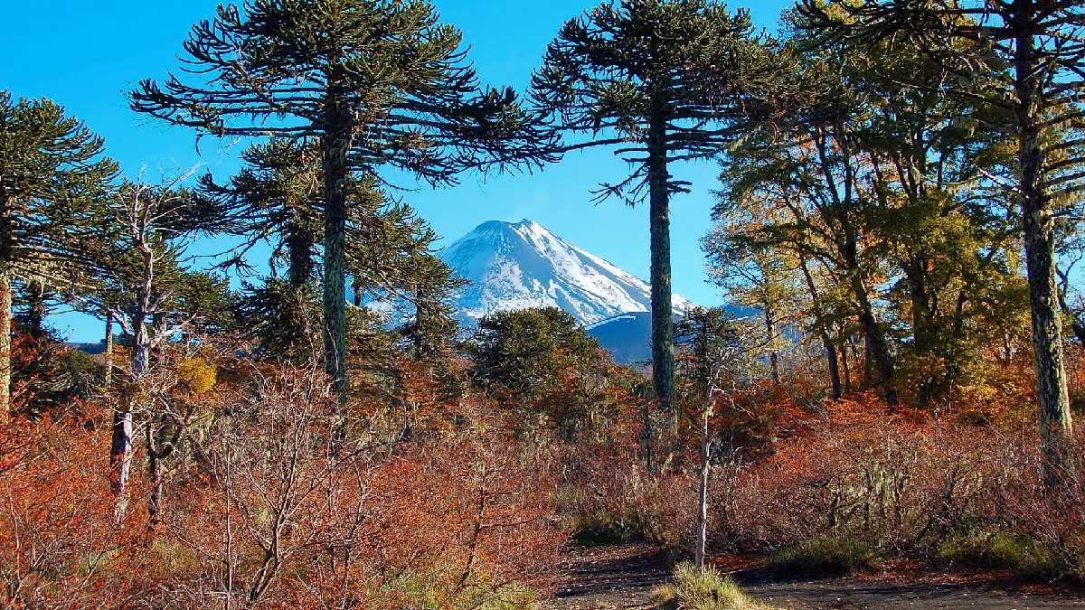 Crédito foto: Conaf