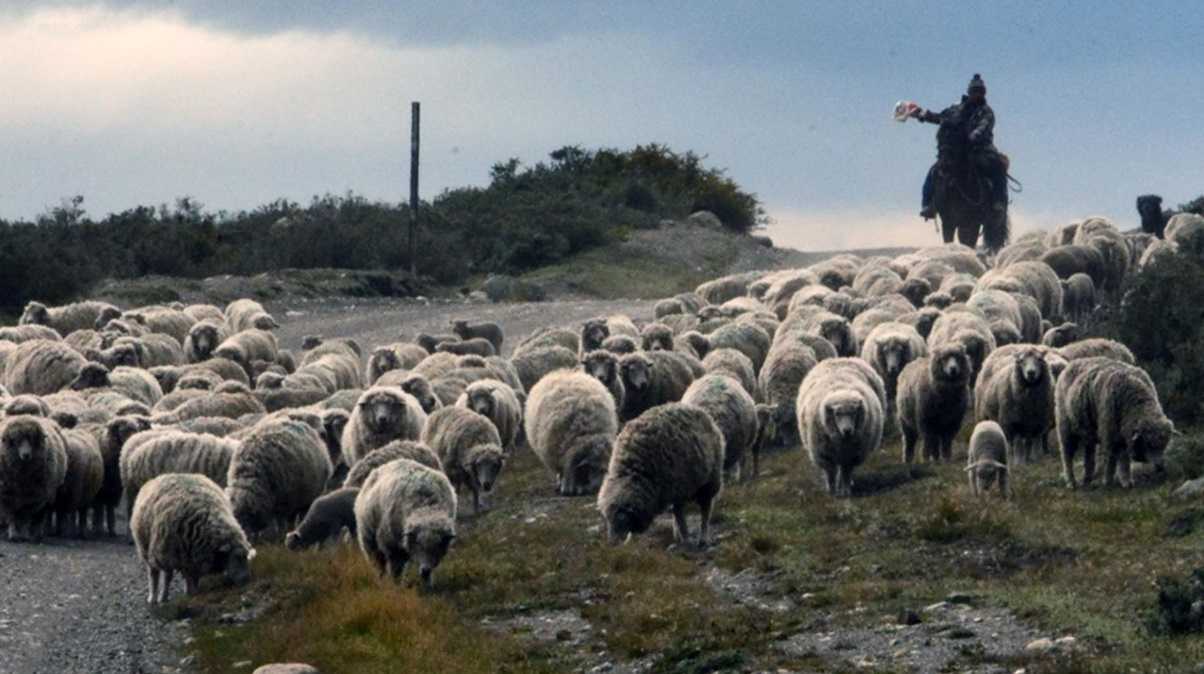 Ganado ovino en Magallanes (Foto Indap)