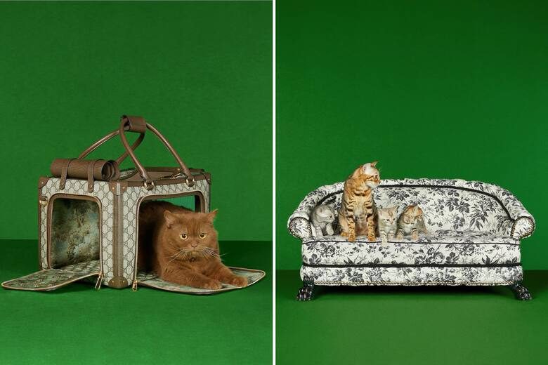 bolso-y-sillon-gucci-para-HOZAA5TWNRG2RGHY2R5DPXFAGE