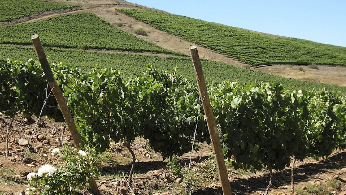 ANIAE emite informe final de previsión de vendimia