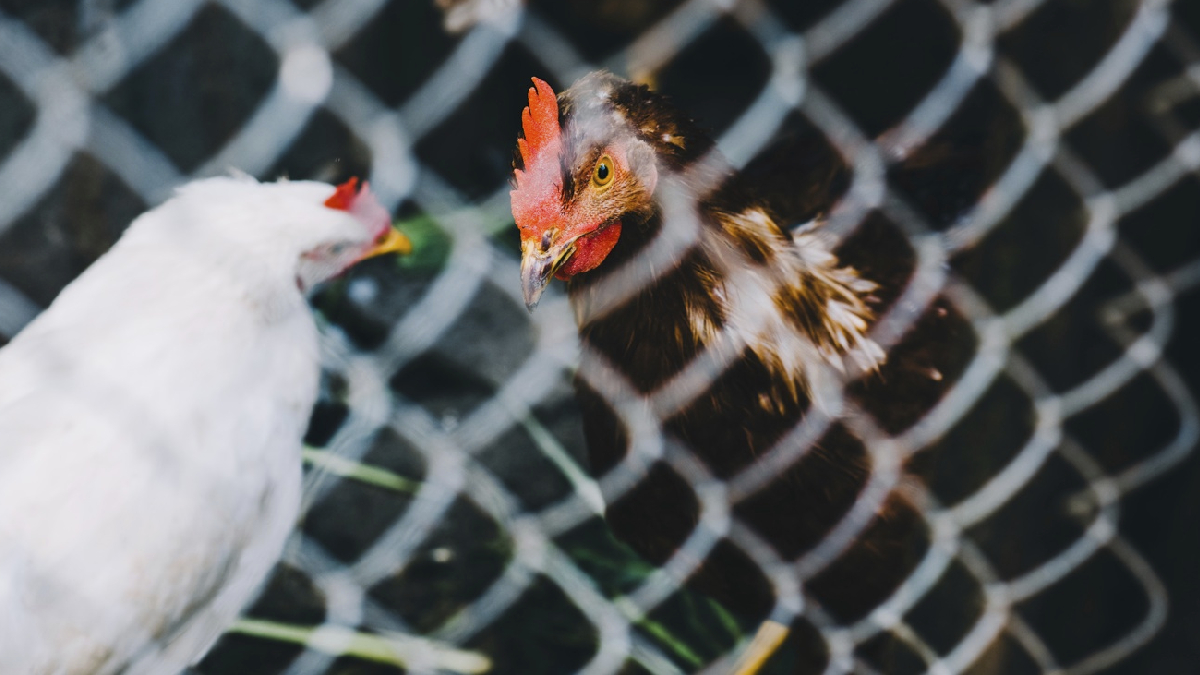 Brote de gripe aviar en Chile: cómo reconocer los síntomas y por qué preocupa su eventual transmisión entre humanos
