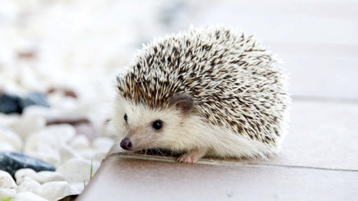 El 60% de los animales exóticos están desnutridos: Expertos enseñan cómo alimentarlos correctamente