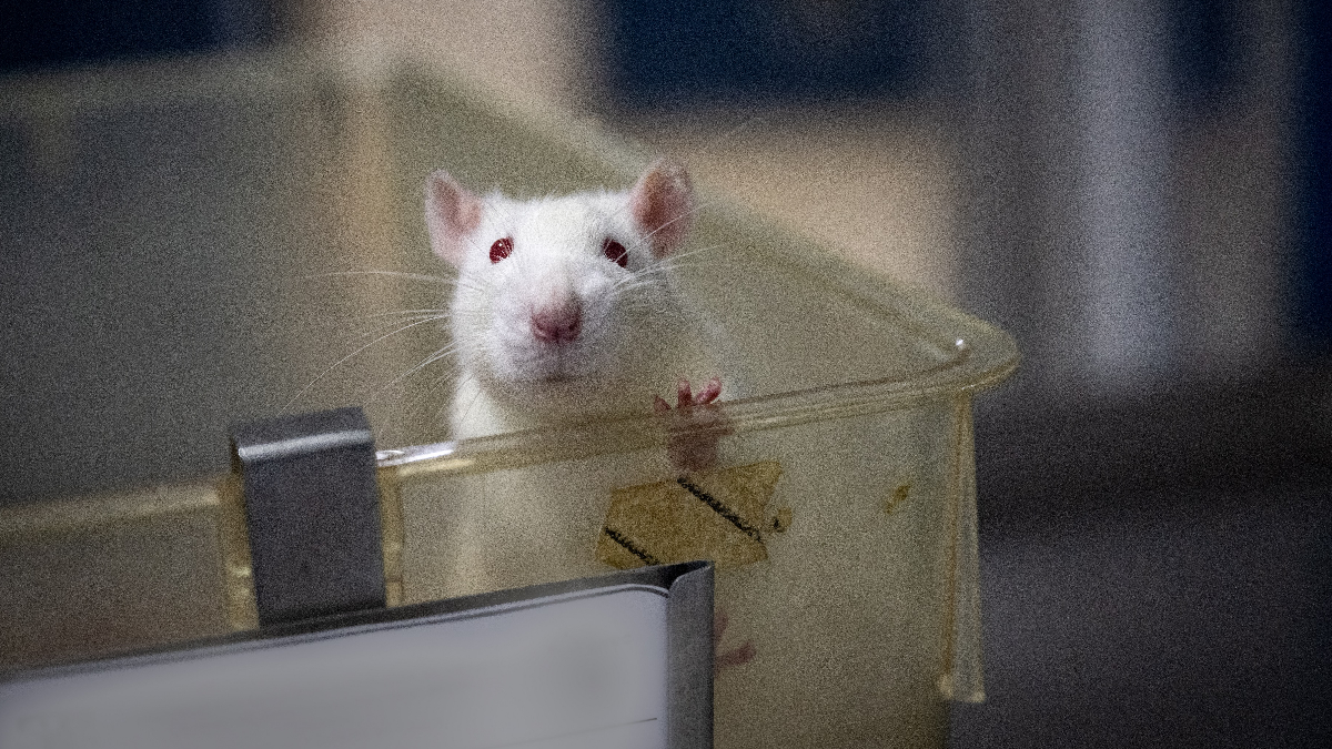 Sólo un cuarto de los países en el mundo ha eliminado las pruebas cosméticas en animales