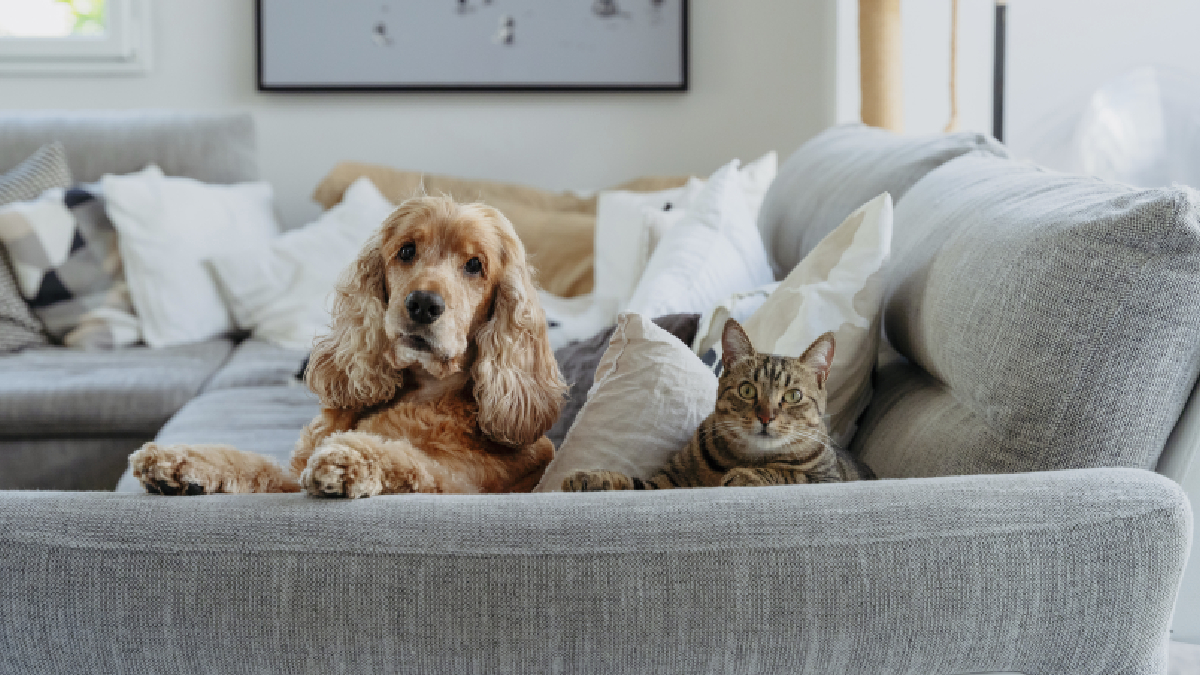 Los perros y gatos no pueden comer huevitos de chocolate