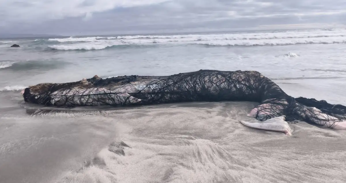 Antofagasta: Sernapesca interpone denuncias por muerte de ballena jorobada y maltrato a lobos marinos