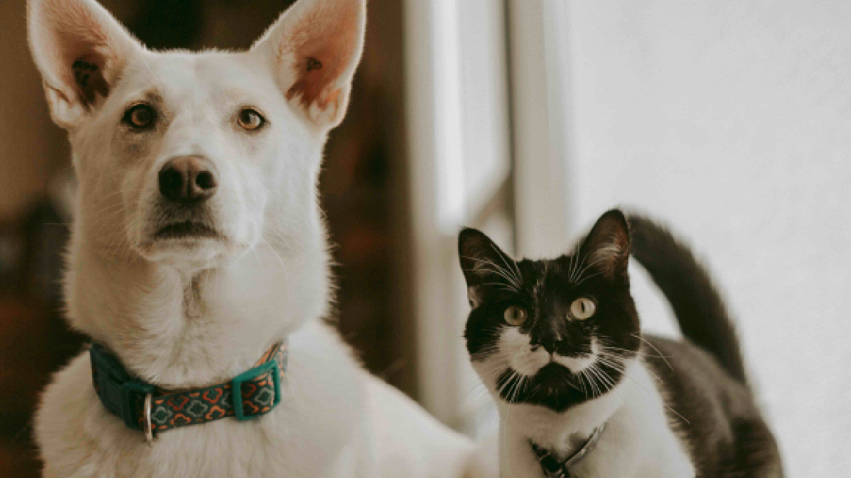 Diferencias de más de 600% en consultas veterinarias