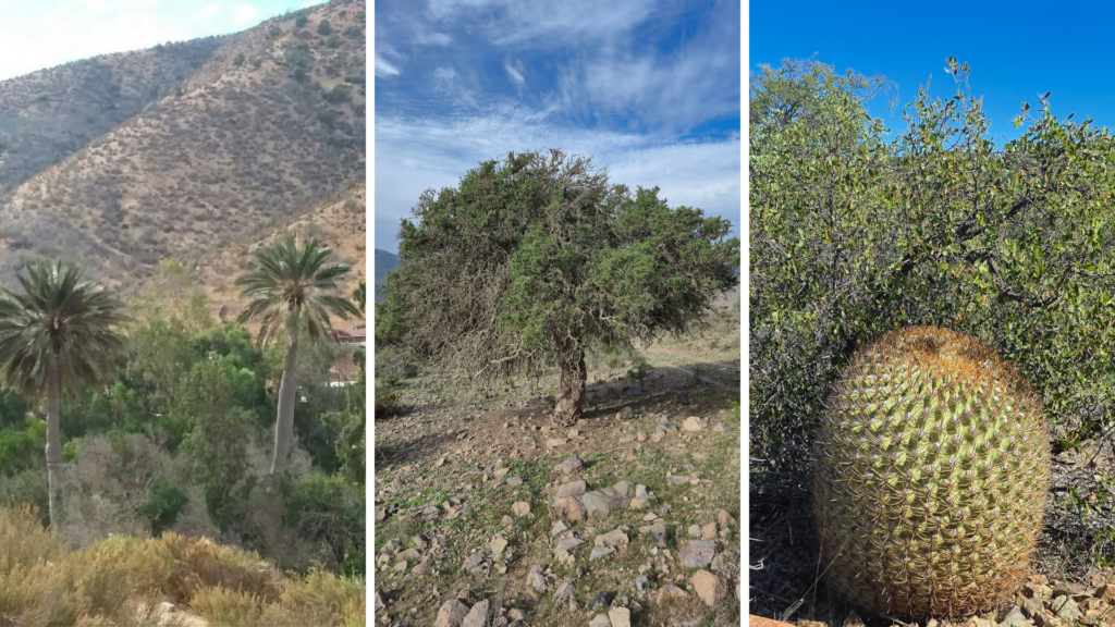 Catastro vegetacional de Conaf identifica en Coquimbo 138 mil hectáreas de bosque nativo