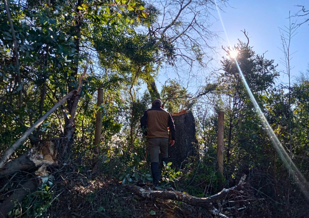 CONAF Biobío presentó denuncia por tala ilegal de árbol nativo en el Parque Nacional Nonguén