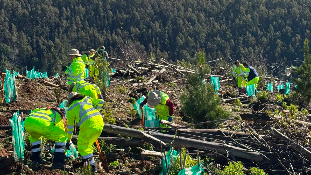 Programa de Emergencia de Empleo de CONAF realizó jornada de plantación de árboles nativos en predio afectado por incendio en Quirihue