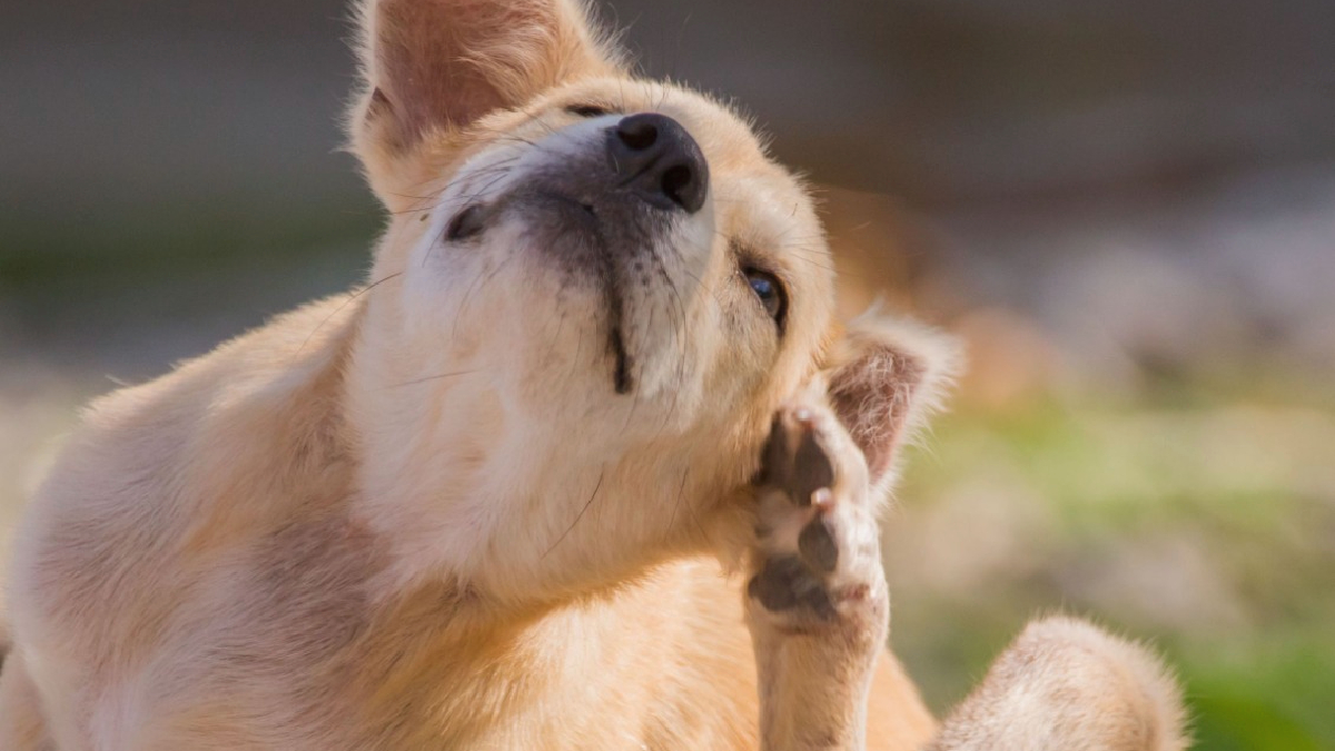 ¿Por qué un perro puede comenzar a reaccionar a un alimento que ha comido durante años?