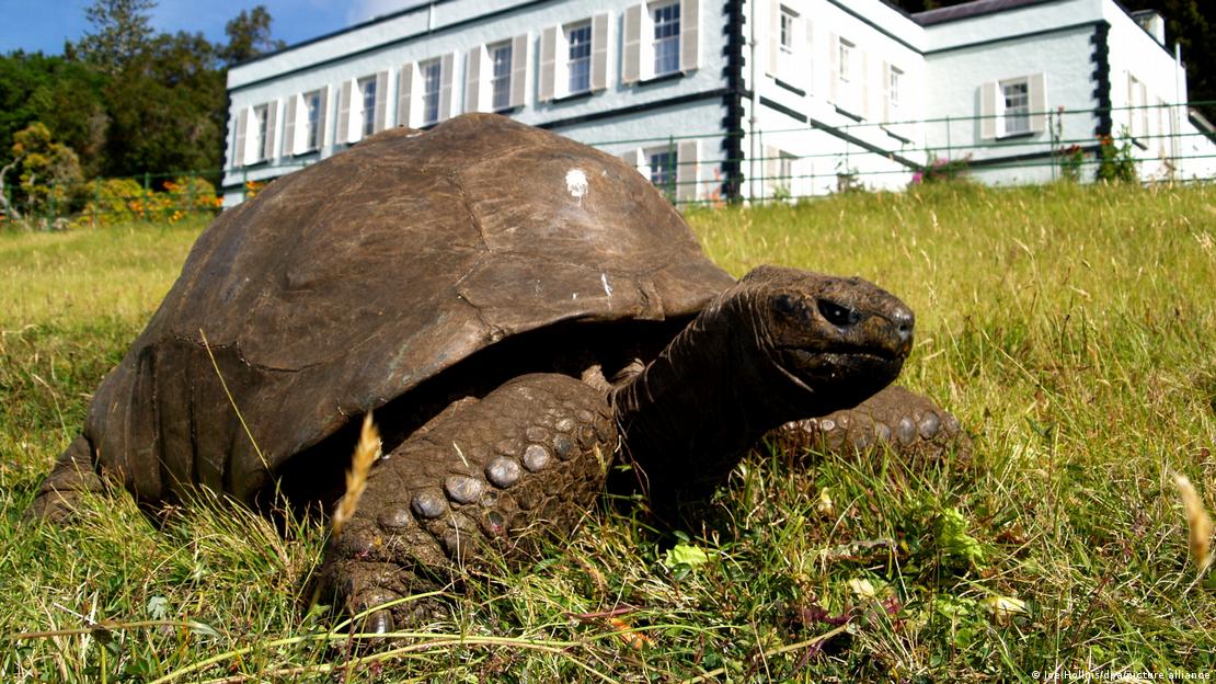 Jonathan, la tortuga que ha vivido 194 años