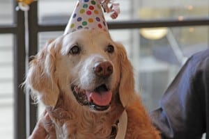 perro-rescate-11s-superviviente-16-cumpleanos-bretagne-3