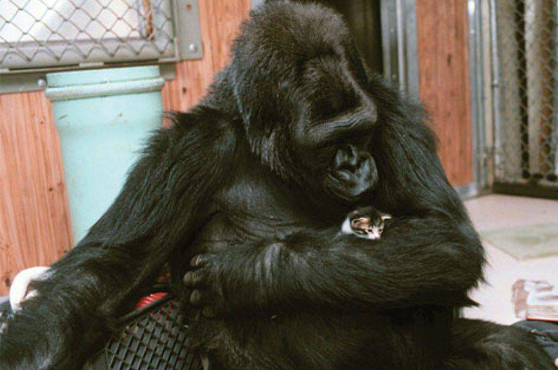 Famosa gorila recibe dos gatitos en adopción
