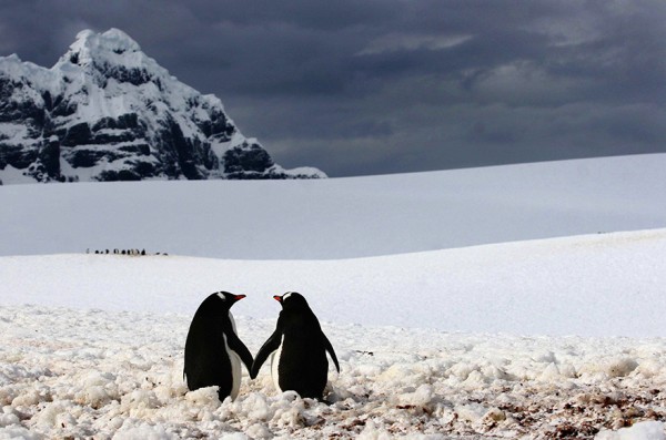 dia-concienciacion-pinguinos-20