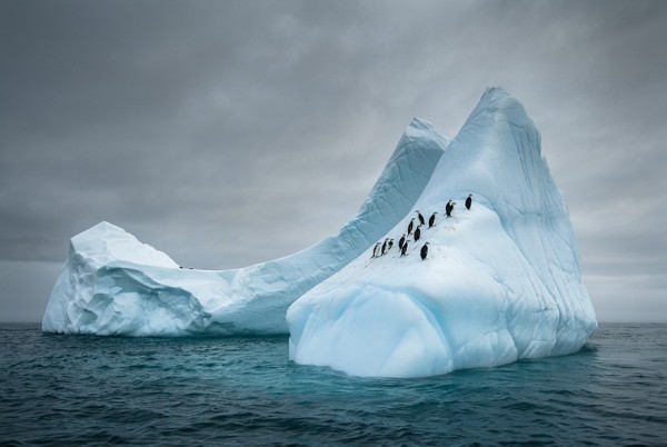 dia-concienciacion-pinguinos-25