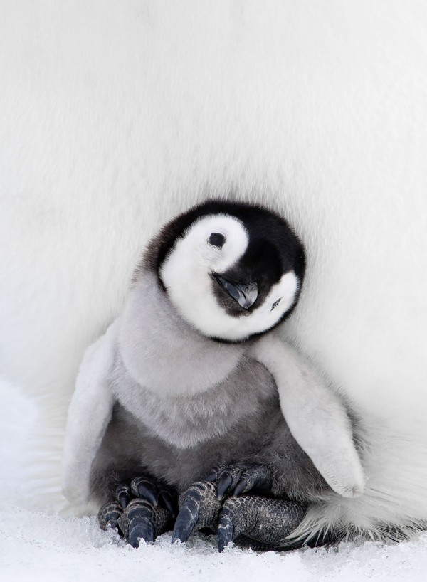 dia-concienciacion-pinguinos-39