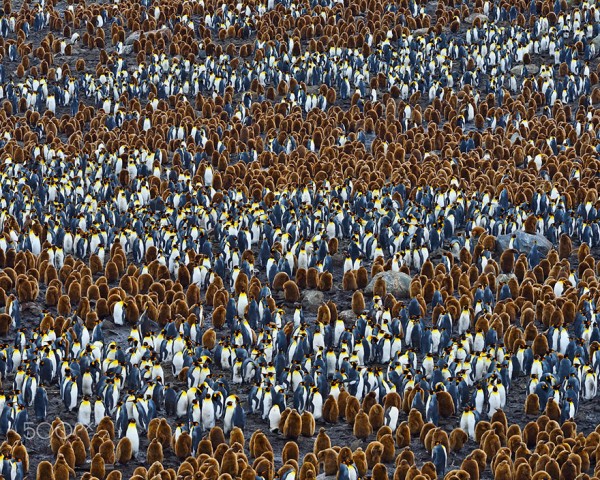dia-concienciacion-pinguinos-42