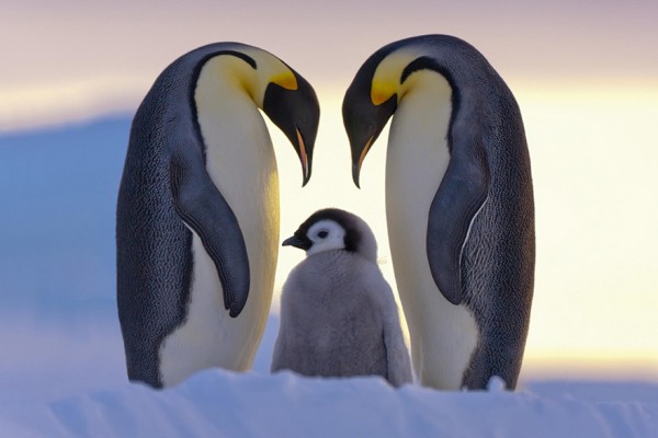dia-concienciacion-pinguinos-43