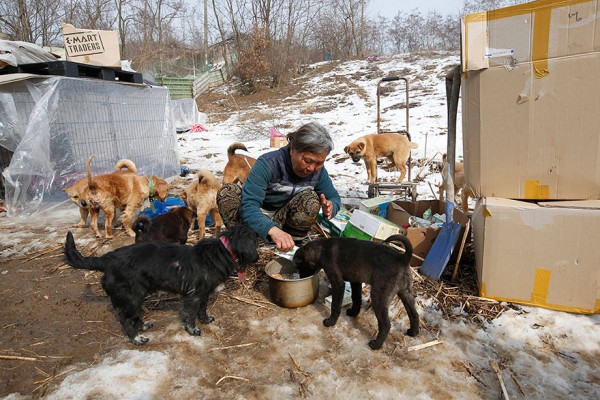 200-perros-rescatados-jung-myoung-sook-corea-sur-4