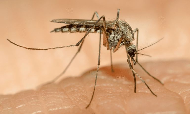 Virus Zika tiene en alerta al COCh