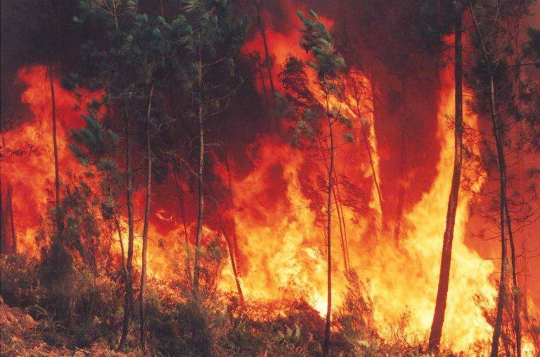Altas temperaturas entre Coquimbo y La Araucanía aumentan significativamnte riesgo de incendios forestales
