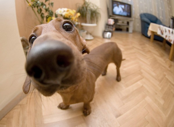 Fotos de Perros curiosos | Infogate