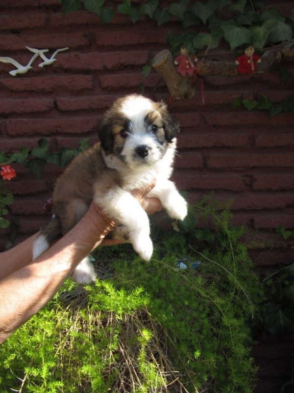 12705515_10154074195847526_1529286877196296062_n