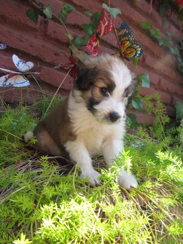 12800313_10154074196757526_6405092192388323956_n