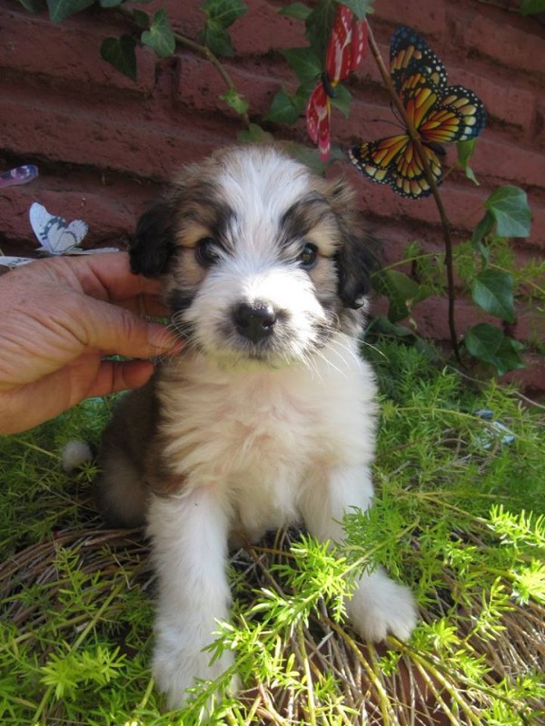 12809551_10154074196652526_424441408243206201_n