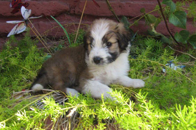 Adopta:”Bernardo” perrito mestizo de 1 mes