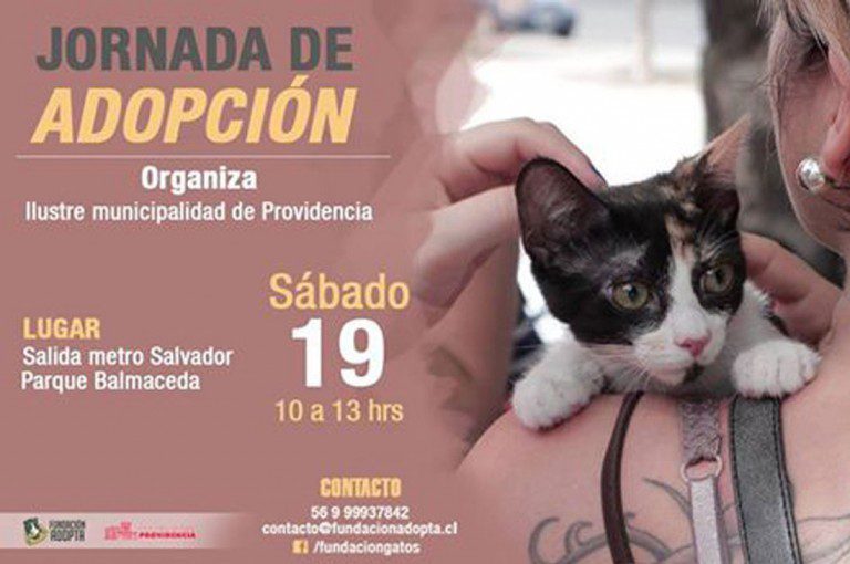 Jornada de adopción de gatitos en Providencia