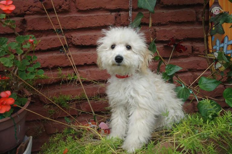 Adopta: “Dominga” hermosa bichón-poodle de 4 meses de edad