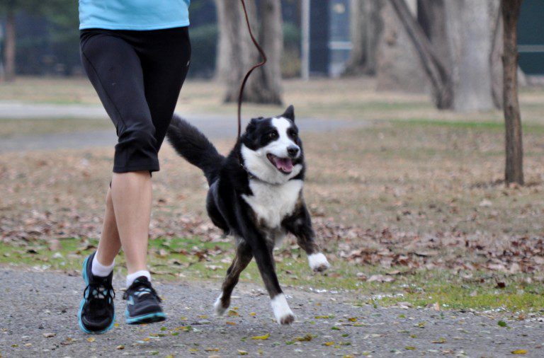 Mascotas runners: Ojo con la hidratación