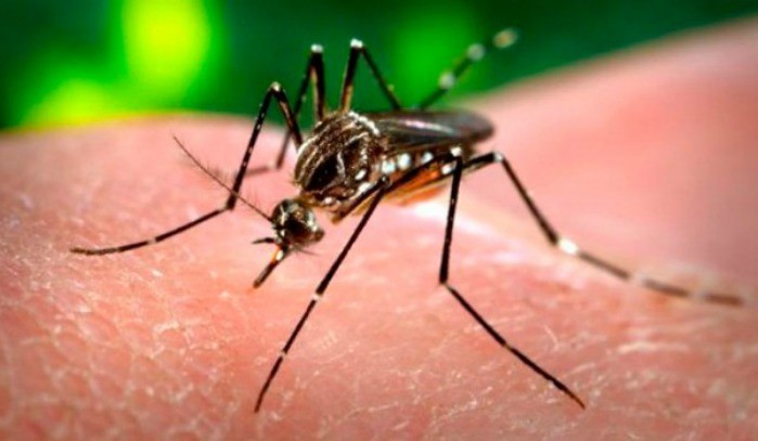 Zika: epidemióloga entrega recomendaciones ante alerta sanitaria en Arica