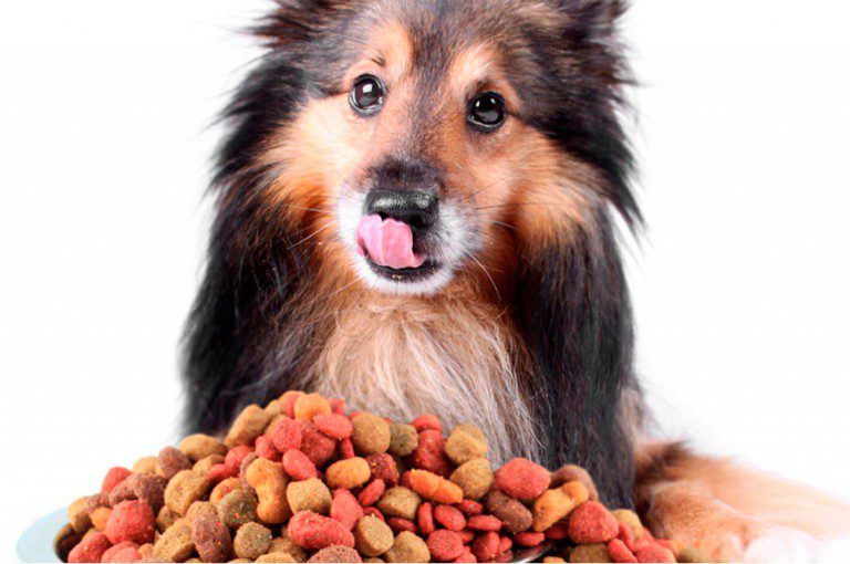 Como cambiar el alimento de un cachorro a perro adulto