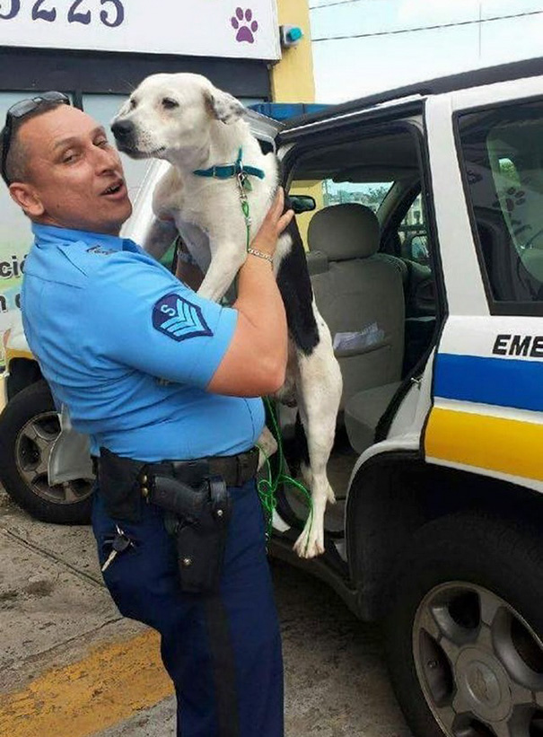 perro-callejero-gorgi-adoptado-policia-puerto-rico-2