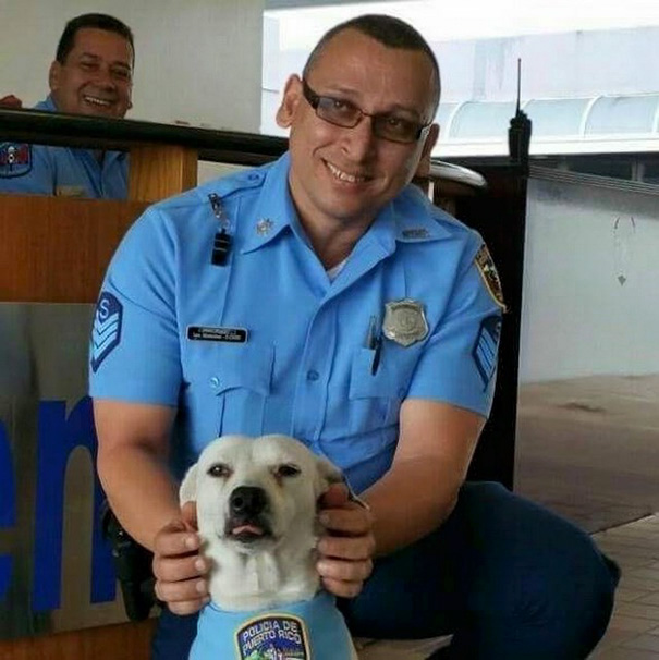 perro-callejero-gorgi-adoptado-policia-puerto-rico-3