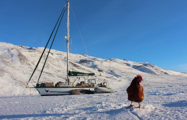 1008x646_guirec-soudee-poule-monique-vecu-quatre-mois-banquise-groenland