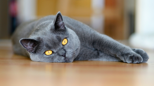 Animals___Cats_British_cat_lying_on_the_floor_044279_1