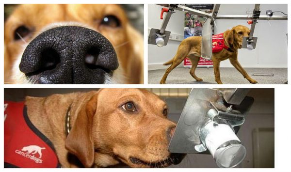 Perros-pueden-detectar-Cancer