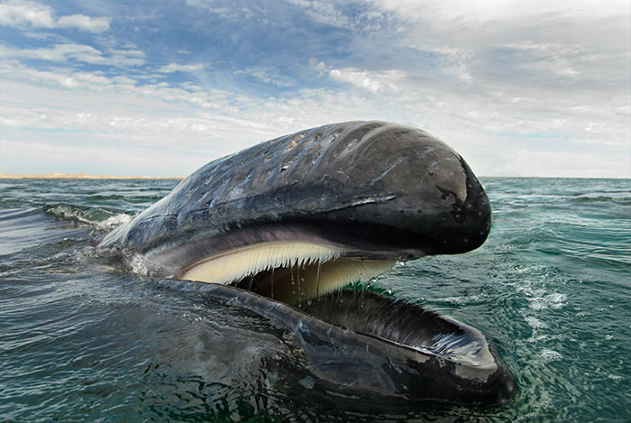 fotografia-cetaceos-ballenas-delfines-christopher-swann-10