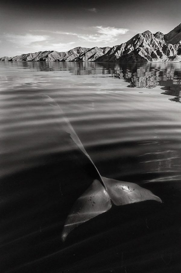 fotografia-cetaceos-ballenas-delfines-christopher-swann-3
