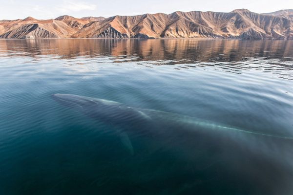 fotografia-cetaceos-ballenas-delfines-christopher-swann-7