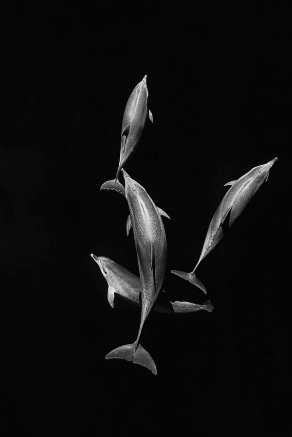 fotografia-cetaceos-ballenas-delfines-christopher-swann-8